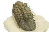 Spiny Drotops Armatus Trilobite - Colorful Shell, Excellent Prep #289446-4